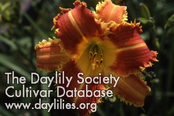 Daylily Fang and Claw